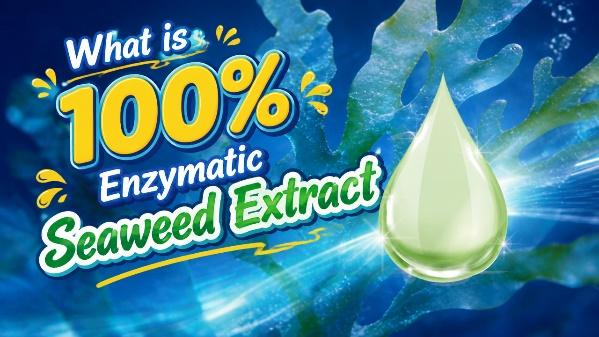 Reliable Seaweed Extract Supplier Checklist for Smart Buyers