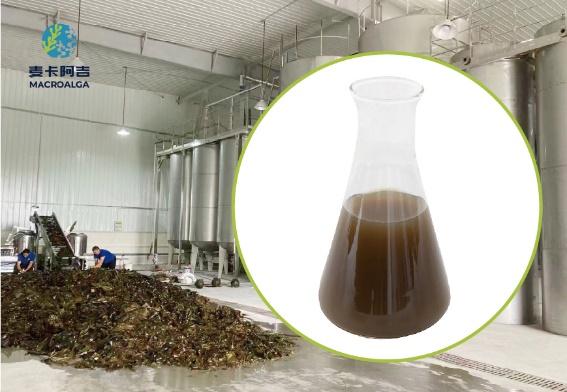 Top 10 Brown Algae Extract Ranking: The Most Effective Options for Health and Skin
